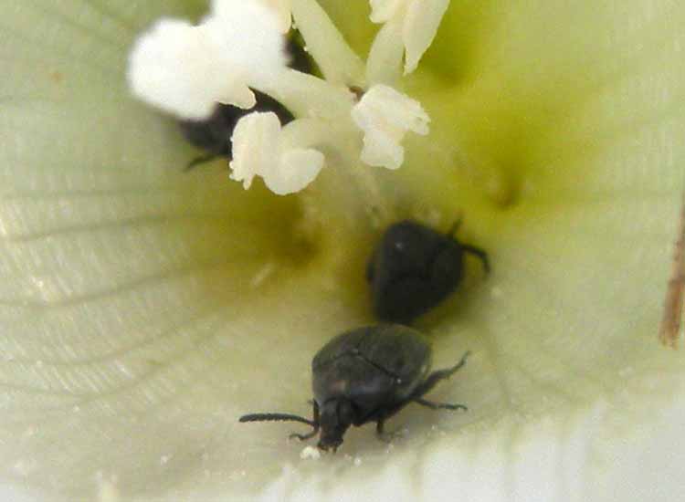 Forse.... Dermestidae? No. Chrysomelidae Bruchinae